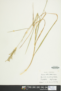 Glyceria obtusa image