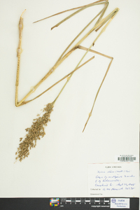 Glyceria obtusa image