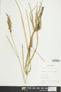 Glyceria obtusa image