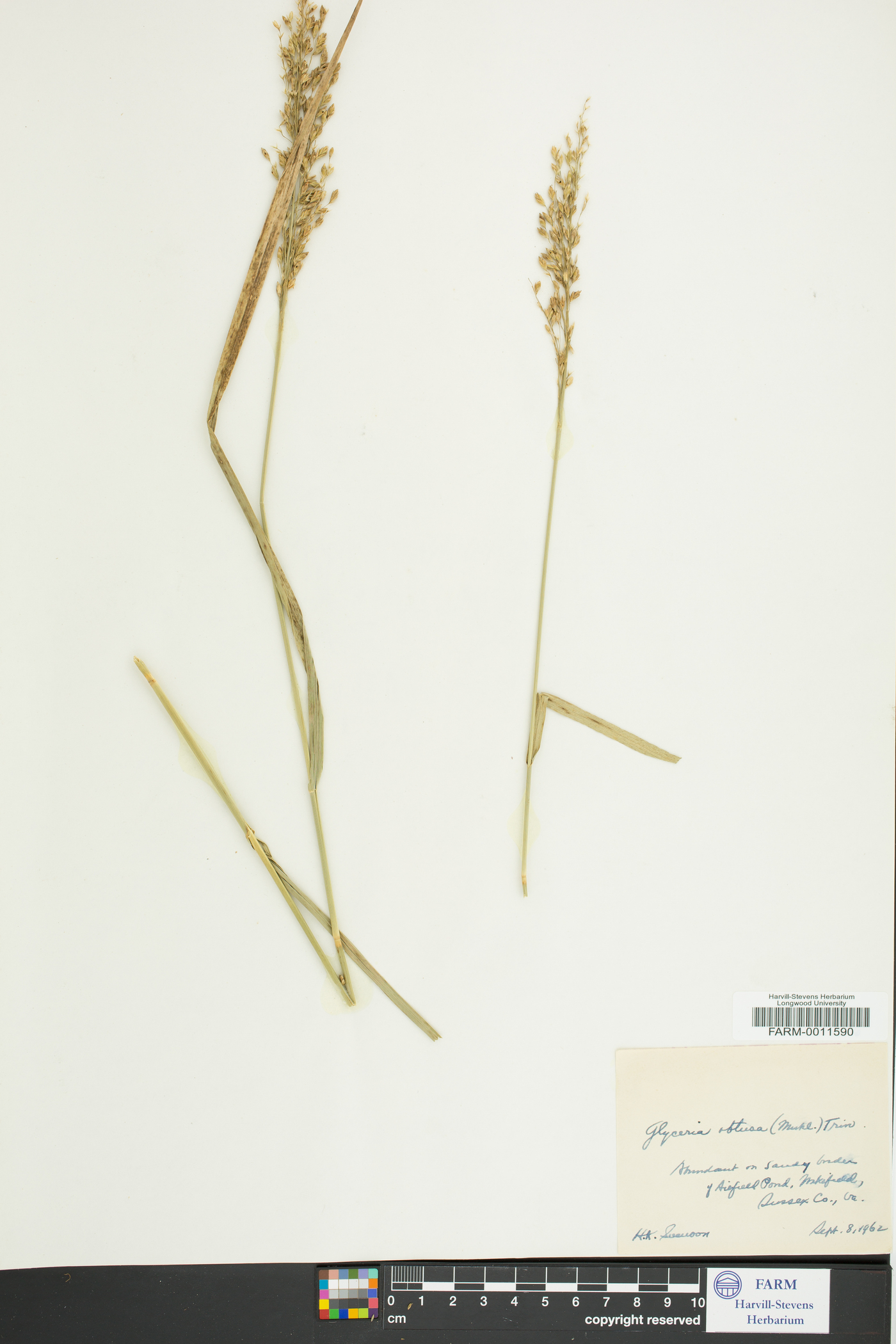 Glyceria obtusa image