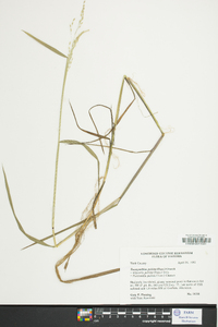 Glyceria pallida image