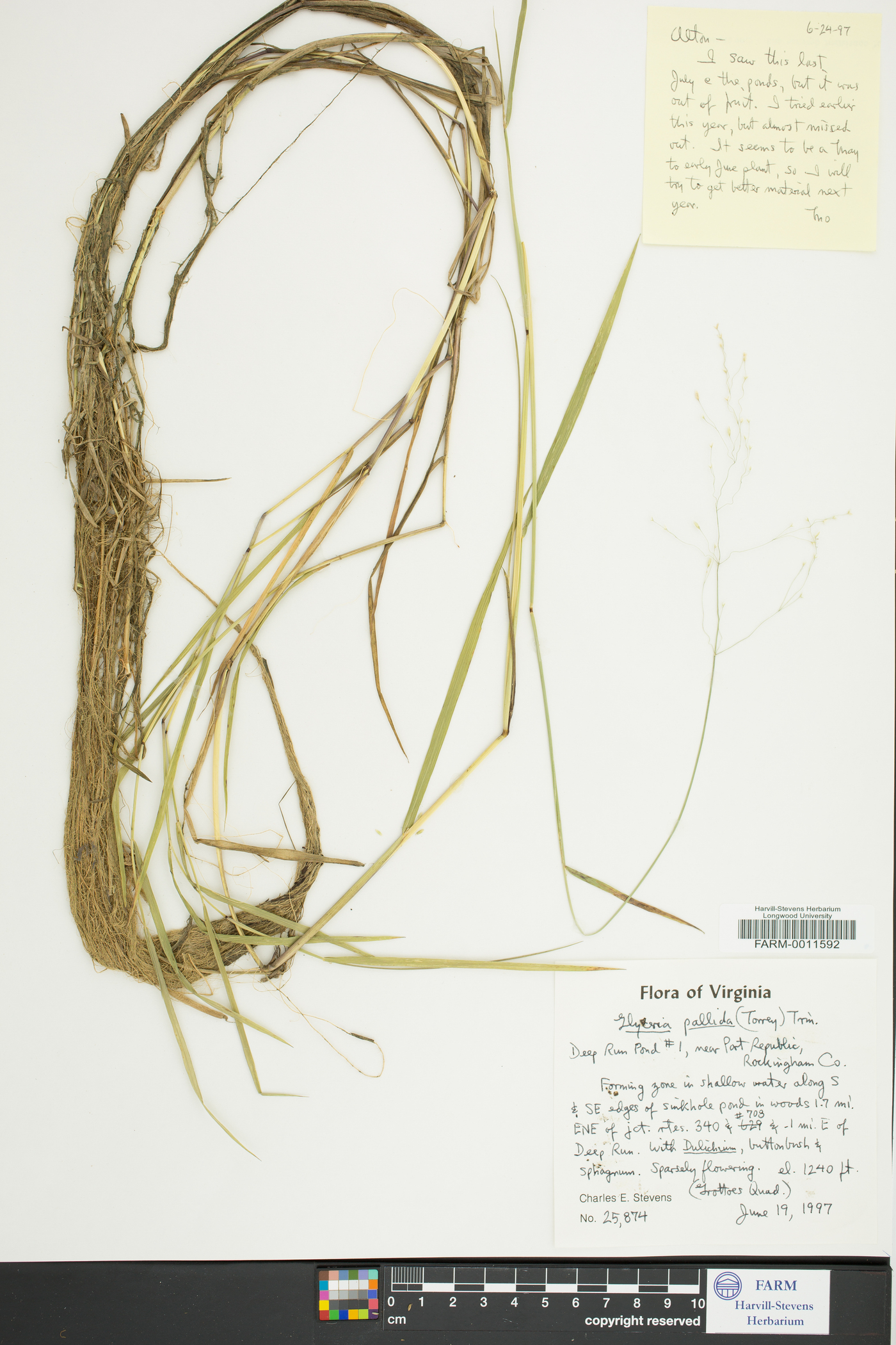 Glyceria pallida image