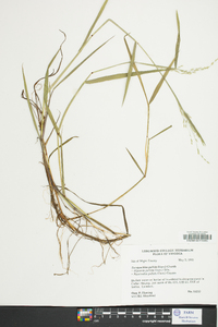 Glyceria pallida image