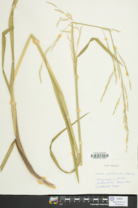 Glyceria septentrionalis image