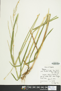 Glyceria septentrionalis image