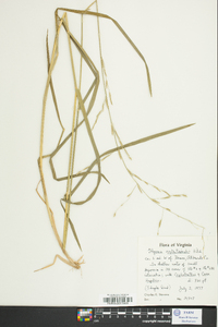 Glyceria septentrionalis image