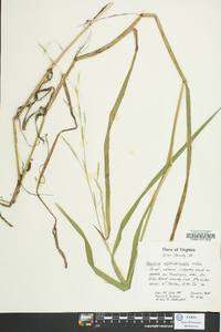 Glyceria septentrionalis image