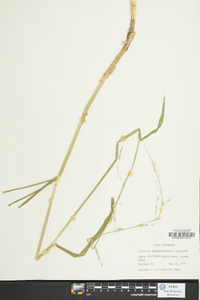 Glyceria septentrionalis image