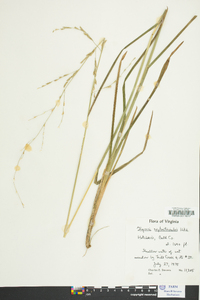 Glyceria septentrionalis image