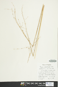 Glyceria septentrionalis image