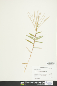 Gymnopogon ambiguus image