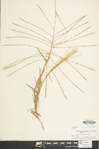 Gymnopogon ambiguus image