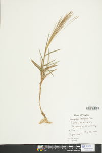 Gymnopogon brevifolius image