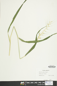 Elymus hystrix image