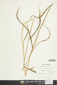 Elymus hystrix image