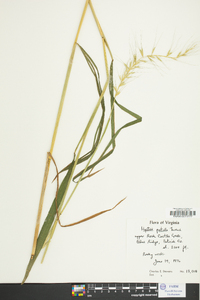 Elymus hystrix image