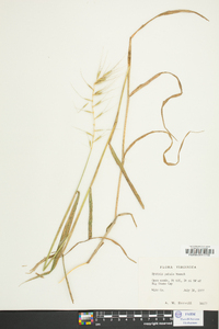 Elymus hystrix image