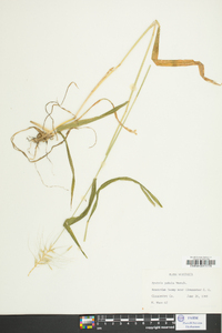 Elymus hystrix image