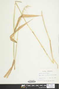 Elymus hystrix image