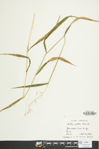 Elymus hystrix image