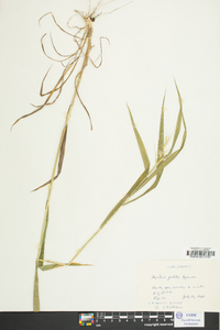 Elymus hystrix image