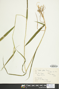 Elymus hystrix image