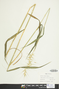 Elymus hystrix image