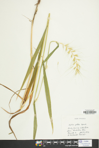 Elymus hystrix image