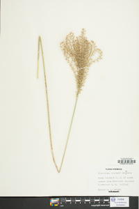 Miscanthus sinensis image