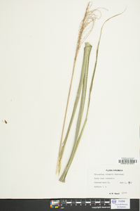 Miscanthus sinensis image