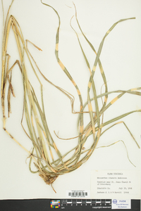 Miscanthus sinensis image