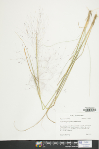 Muhlenbergia capillaris image