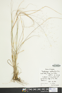 Muhlenbergia capillaris image