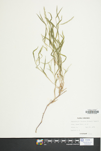 Muhlenbergia frondosa image