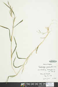 Muhlenbergia frondosa image