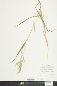 Muhlenbergia frondosa image