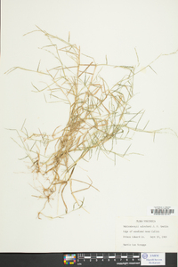 Muhlenbergia schreberi image