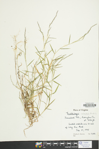 Muhlenbergia schreberi image