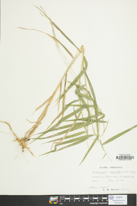 Muhlenbergia sobolifera image