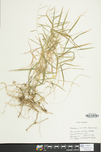 Muhlenbergia sobolifera image