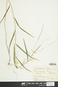 Muhlenbergia sylvatica image