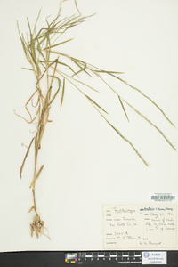 Muhlenbergia sylvatica image