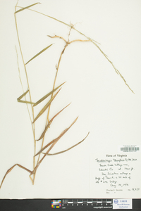 Muhlenbergia tenuiflora image