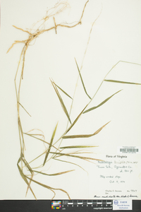 Muhlenbergia tenuiflora image