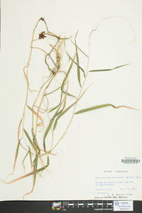 Muhlenbergia tenuiflora image