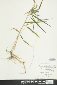 Muhlenbergia tenuiflora image