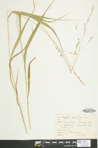 Oryzopsis racemosa image