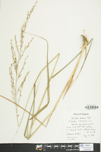 Panicum amarum image