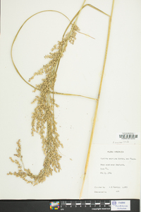 Panicum amarum image