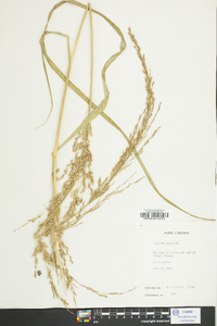 Panicum amarum image